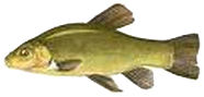 Tench